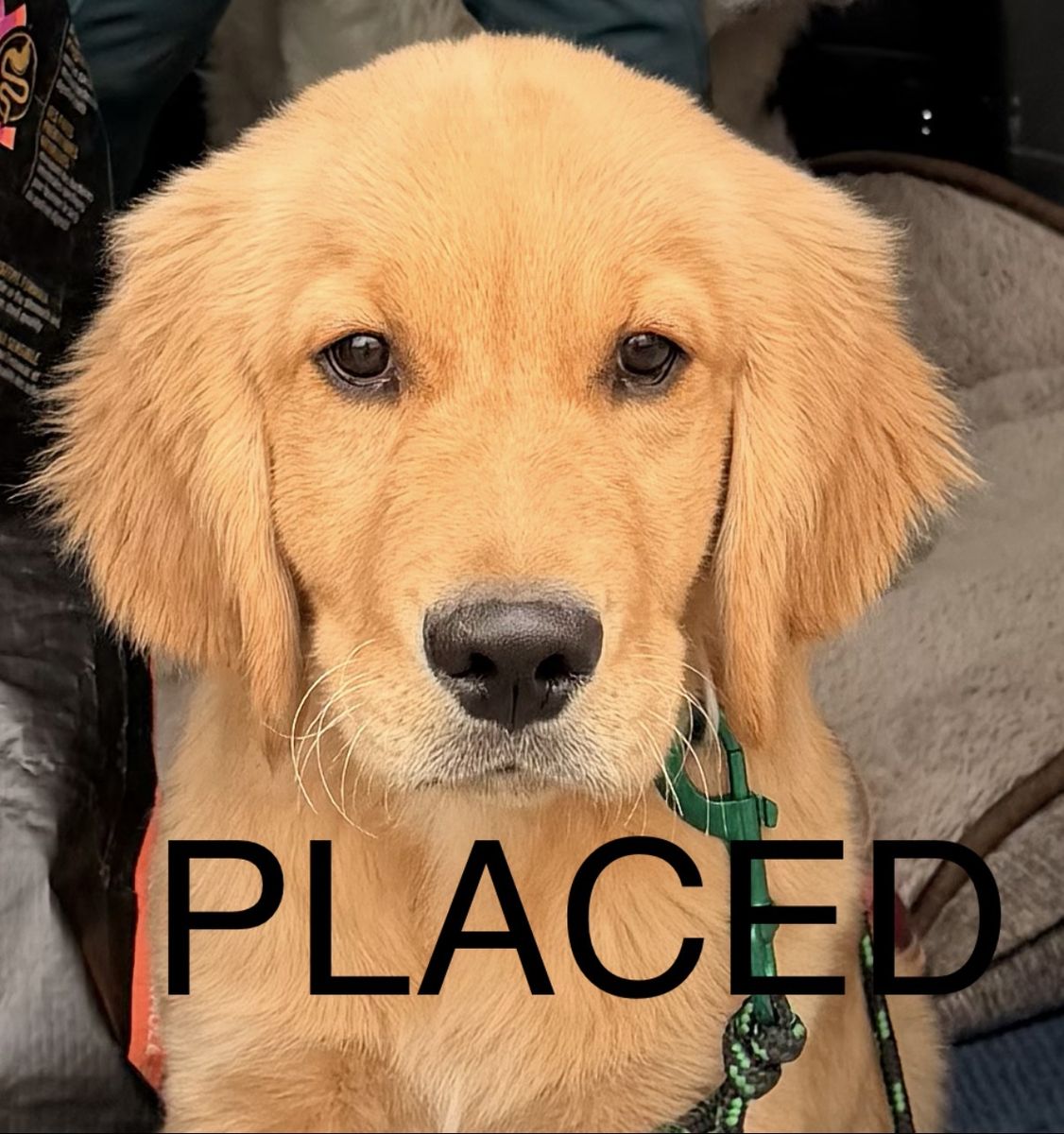 Golden Retriever TRAINED lab