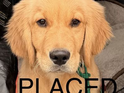 Golden Retriever TRAINED lab
