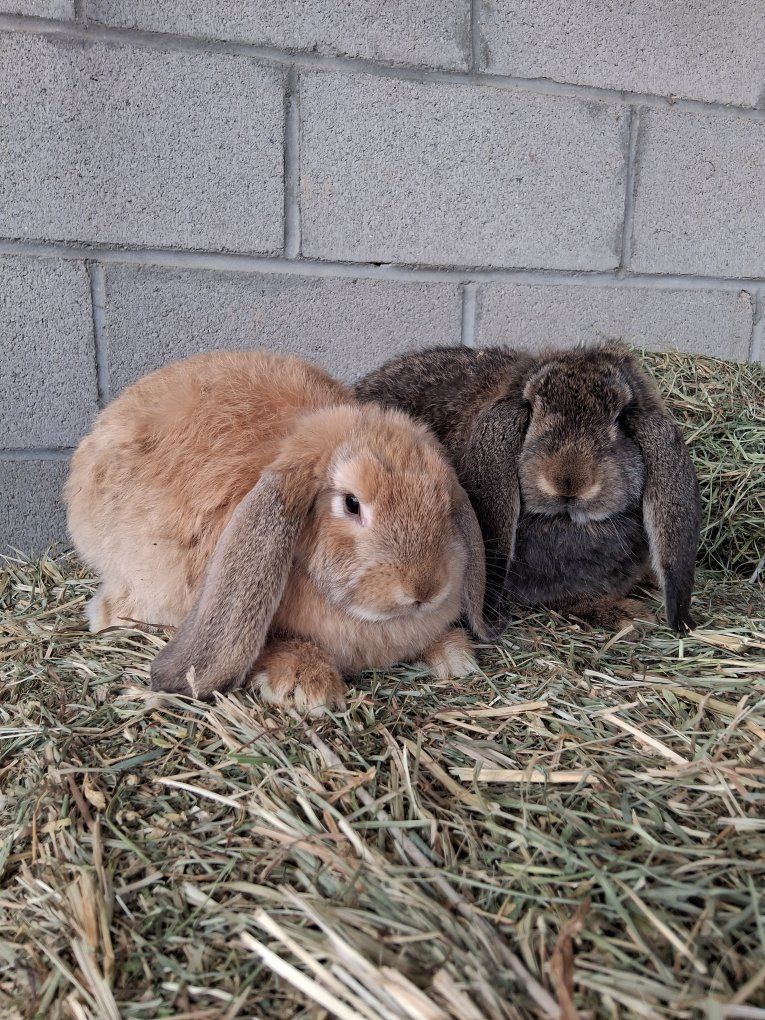Big lop Girl Babies
