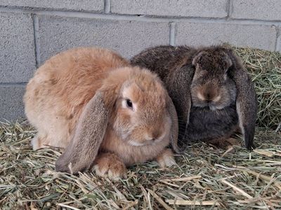 Big lop Girl Babies