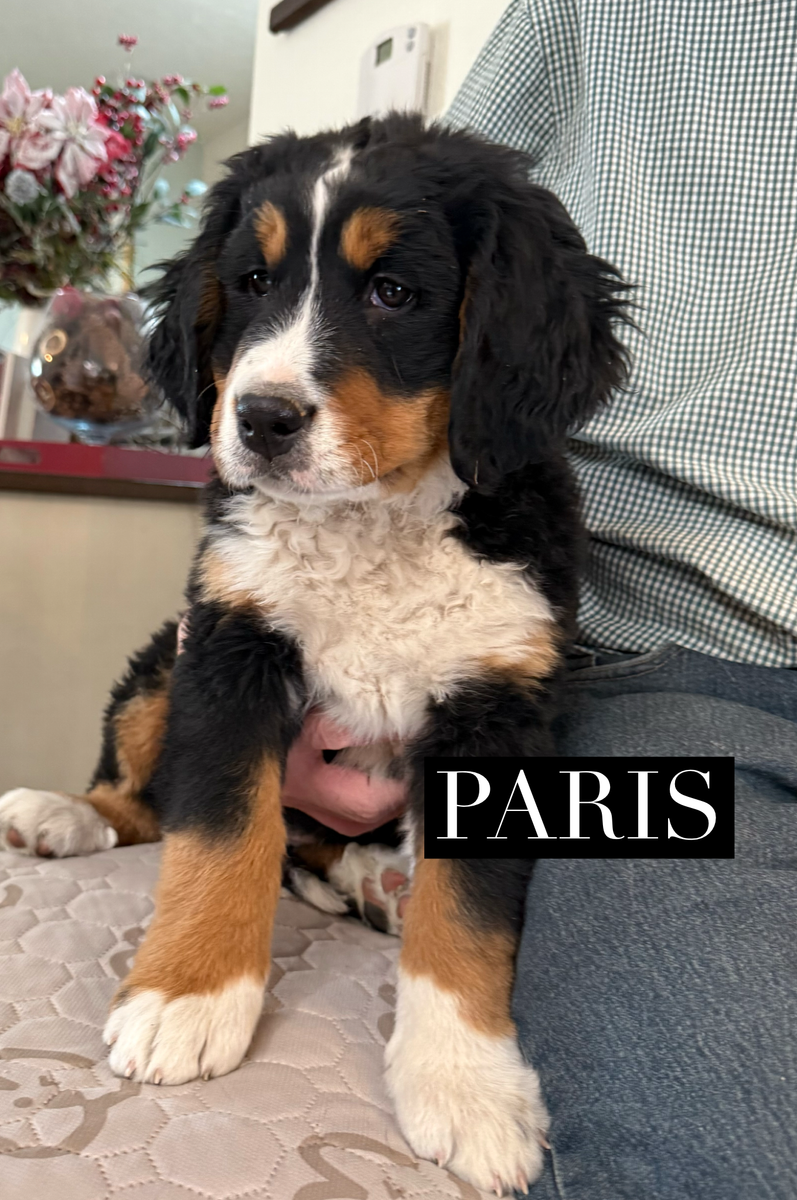 AKC BERNESE MOUNTAIN DOG PUPPY