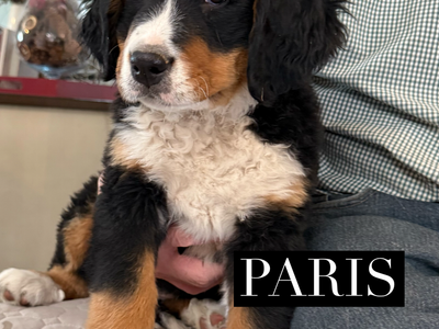 AKC BERNESE MOUNTAIN DOG PUPPY