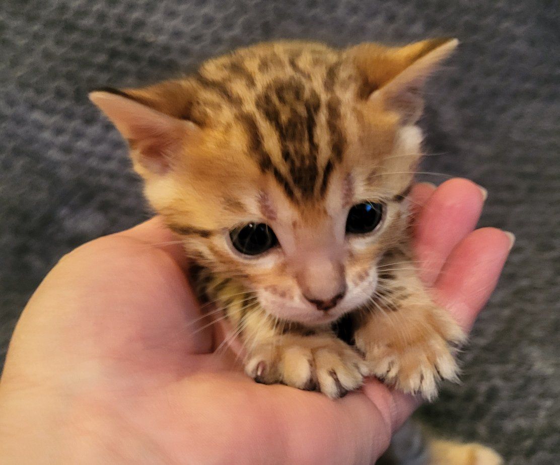 Cinco de Mayo TICA registered Bengal Kittens