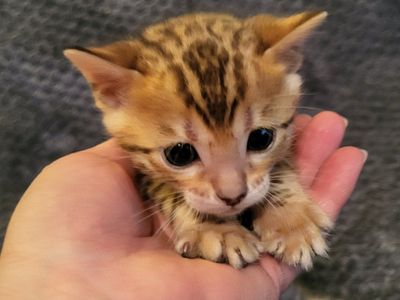 Cinco de Mayo TICA registered Bengal Kittens