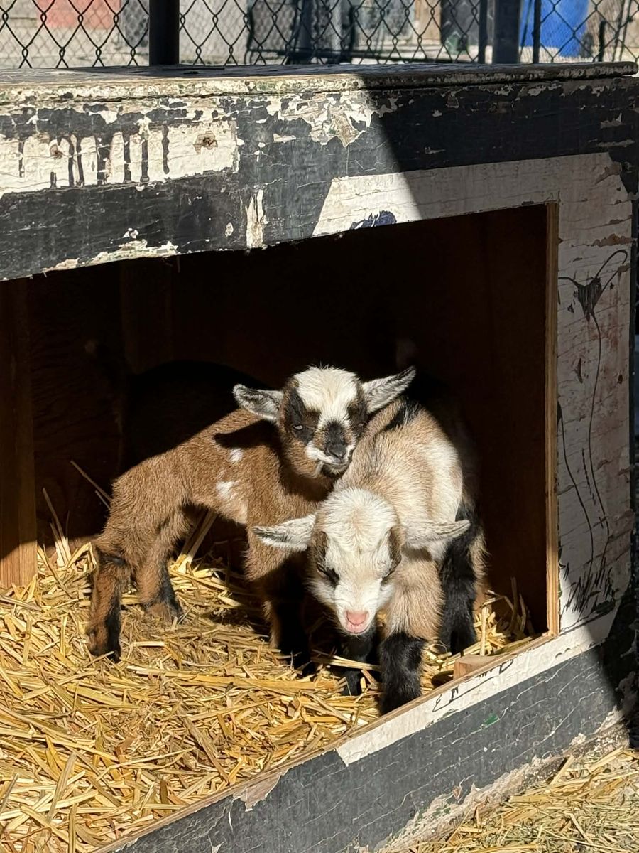 Nigerian Pygmy Female Goats