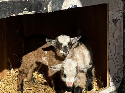Nigerian Pygmy Female Goats
