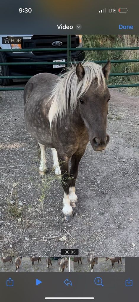 KID BROKE SHETLAND UP FOR GRABS