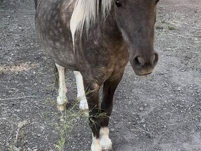 KID BROKE SHETLAND UP FOR GRABS