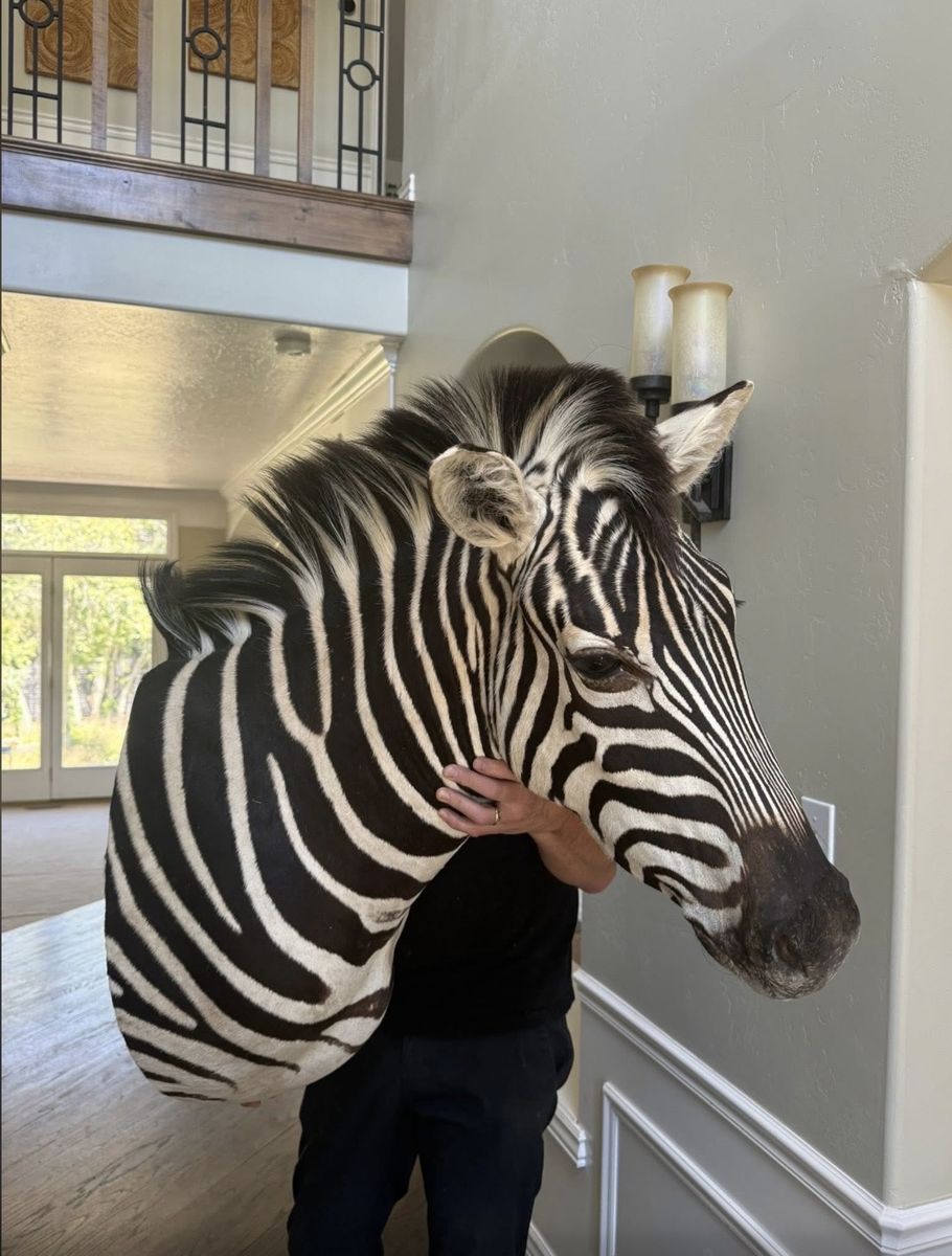 RARE Zebra Head Taxidermy Mount - Real Animal Hide Wall Decor