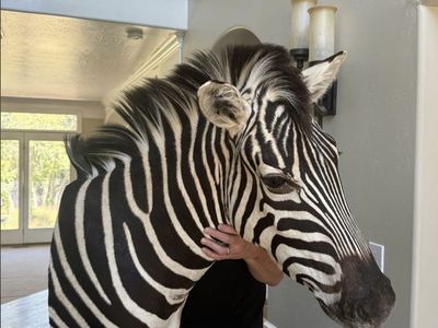 RARE Zebra Head Taxidermy Mount - Real Animal Hide Wall Decor