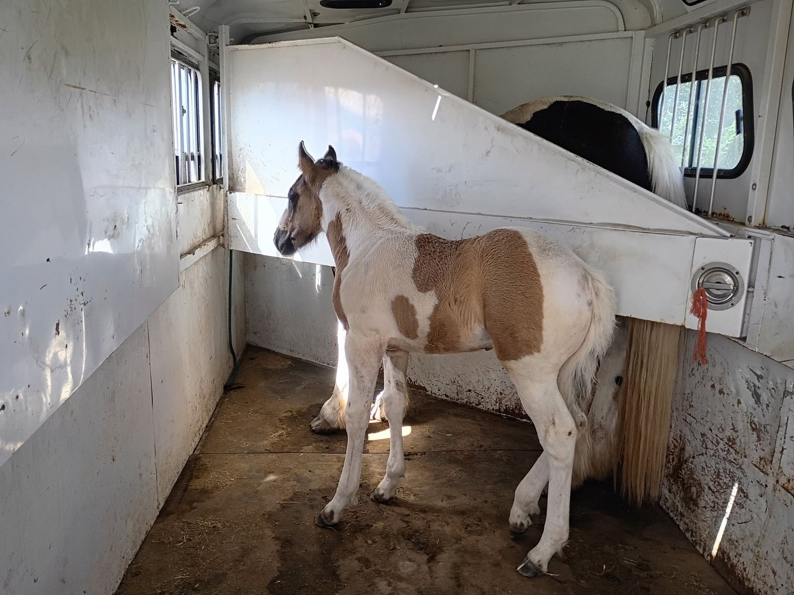 Draft Cross Grulla Colt