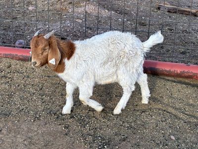 Wanting to trade boar goats