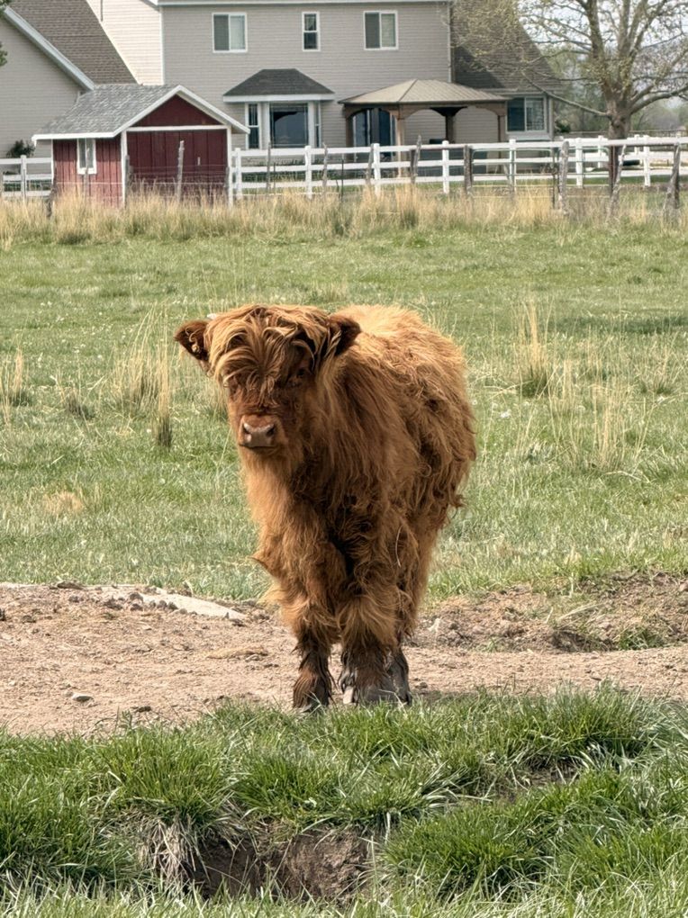 Scottish Highland Bull