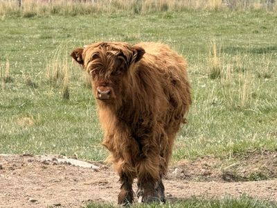 Scottish Highland Bull