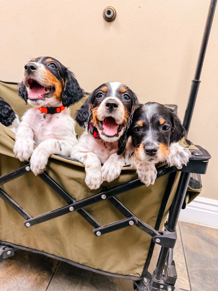 Registered Llewellin Setter Puppies