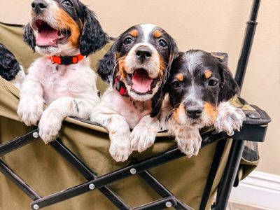 Registered Llewellin Setter Puppies