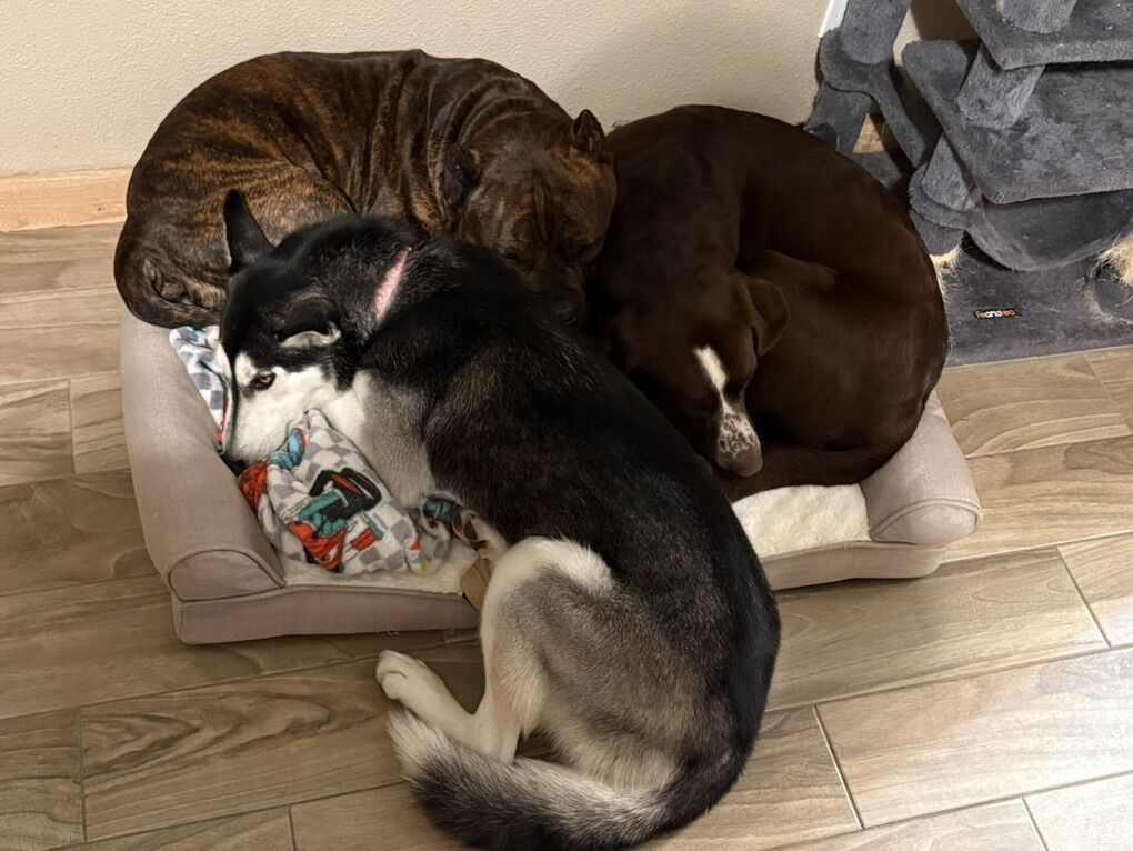 Huskey needing A Good Home