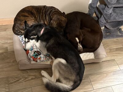 Huskey needing A Good Home