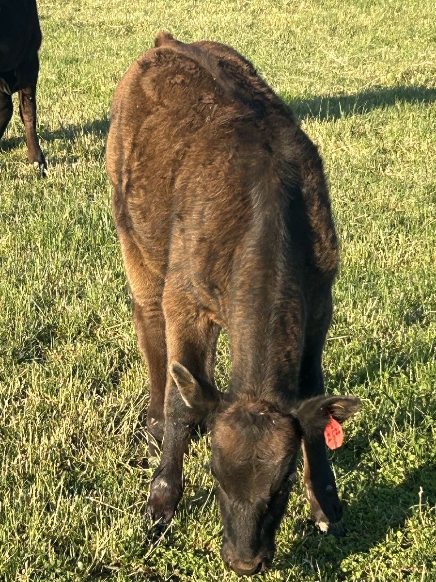 Black Angus, Holstein cross steer (polled)