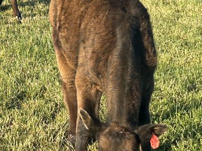 Black Angus, Holstein cross steer (polled)