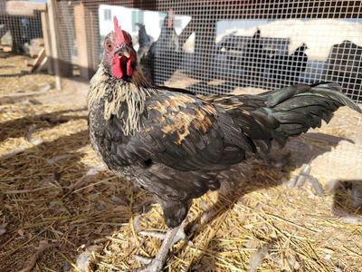 F1 and Speckled Olive Egger Young Roosters!