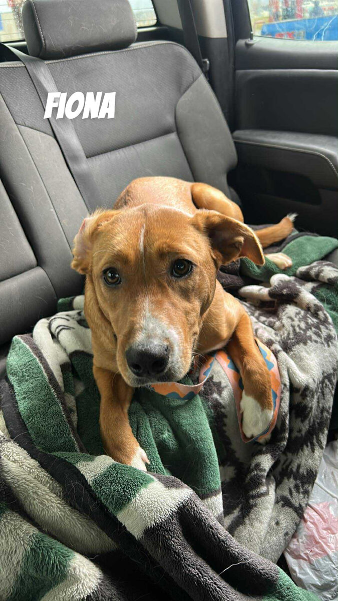 Fiona pit/collie mix