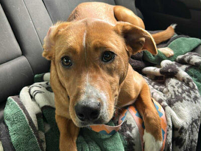 Fiona pit/collie mix