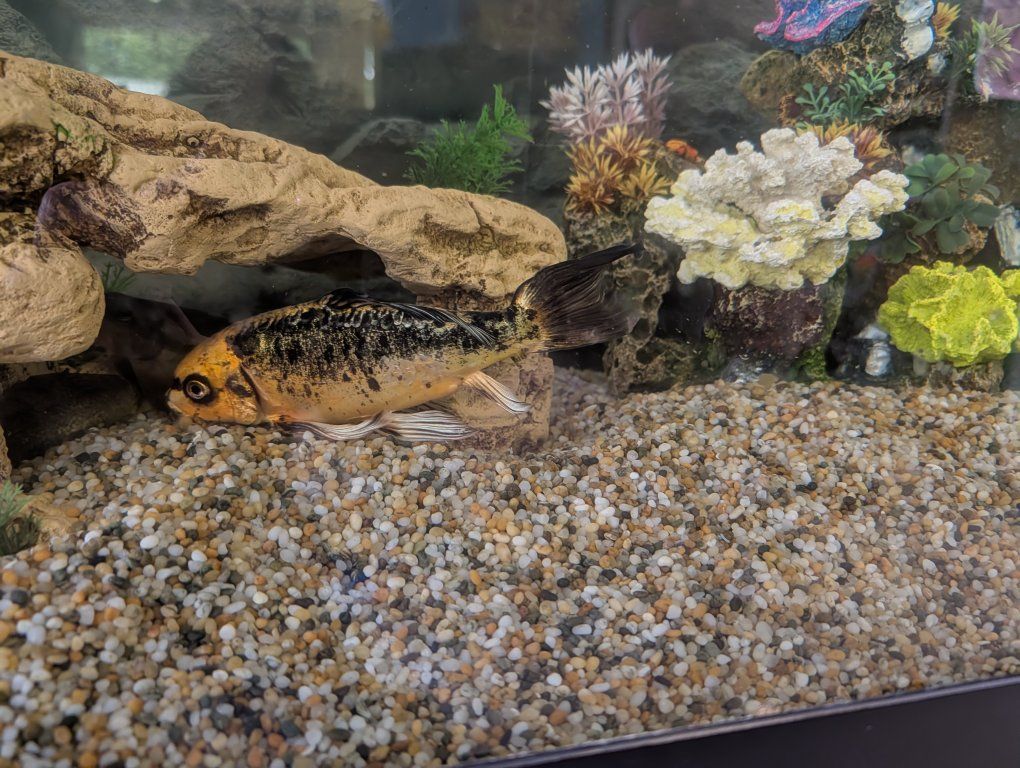 fish for sale