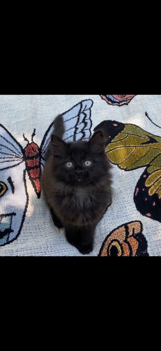 Norwegian Forest kitten