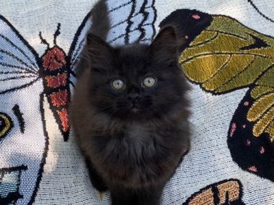 Norwegian Forest kitten