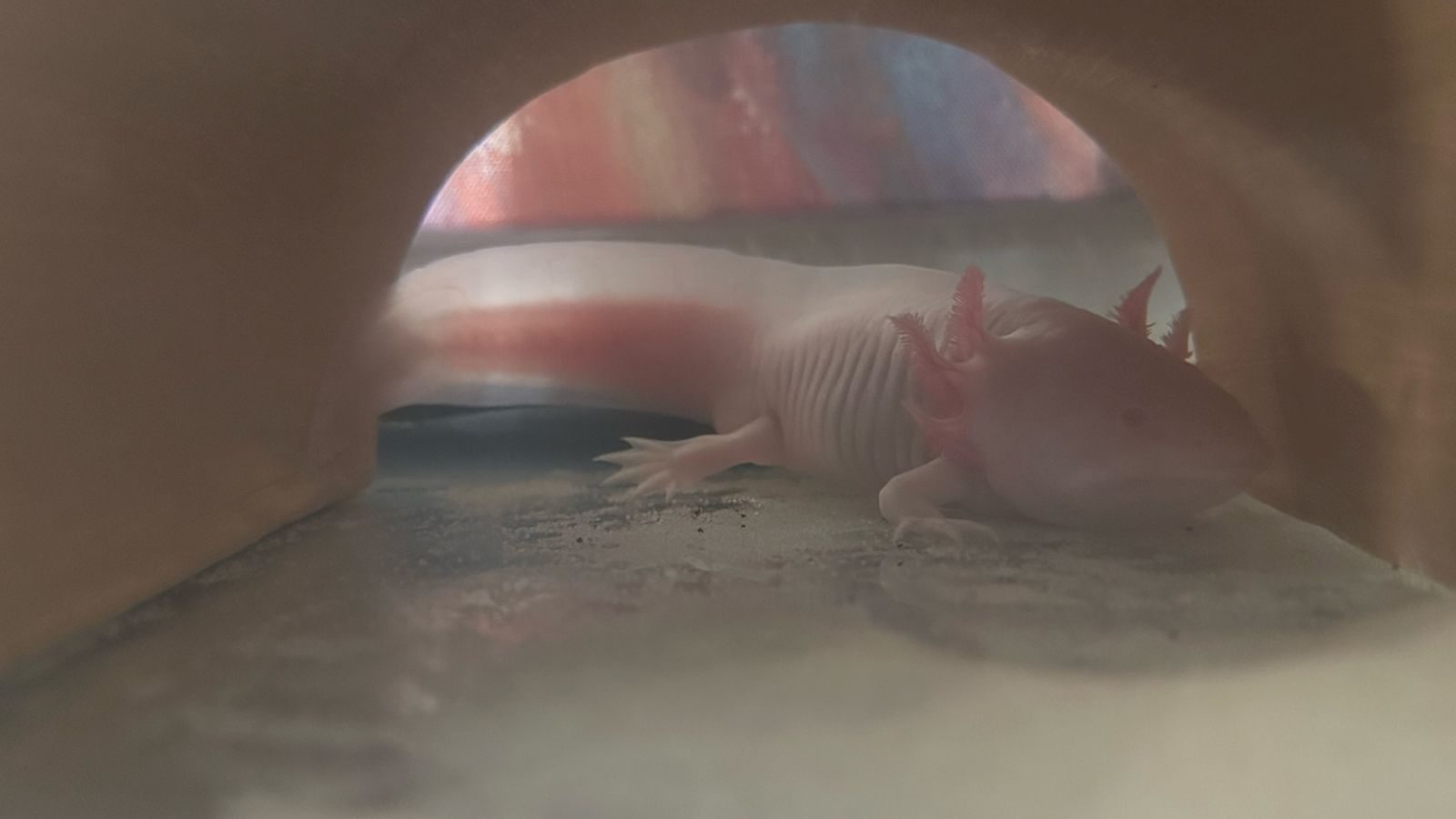 Axolotl with everything