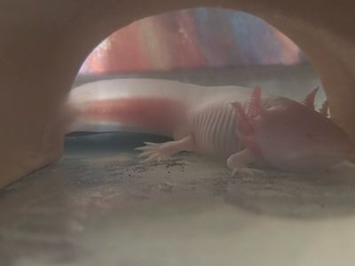 Axolotl with everything