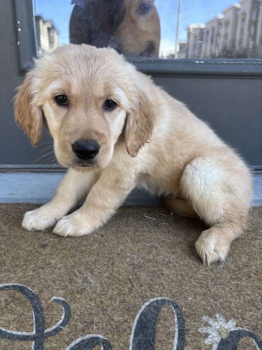 Male Golden Retriever Puppy!!