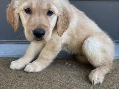 Male Golden Retriever Puppy!!