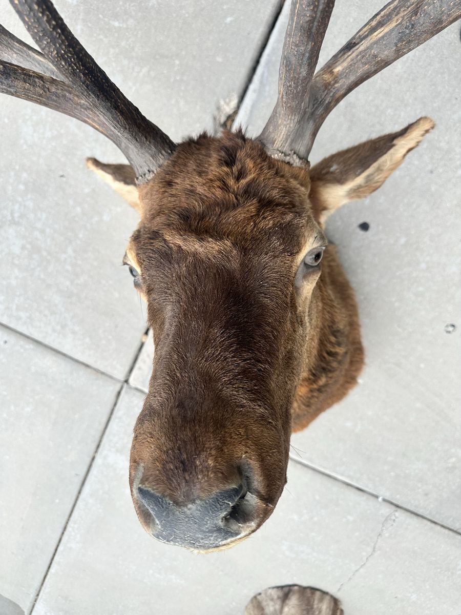 Large Elk Taxidermy Mount - Wall Mountable Full Head with Antlers