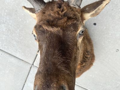 Large Elk Taxidermy Mount - Wall Mountable Full Head with Antlers