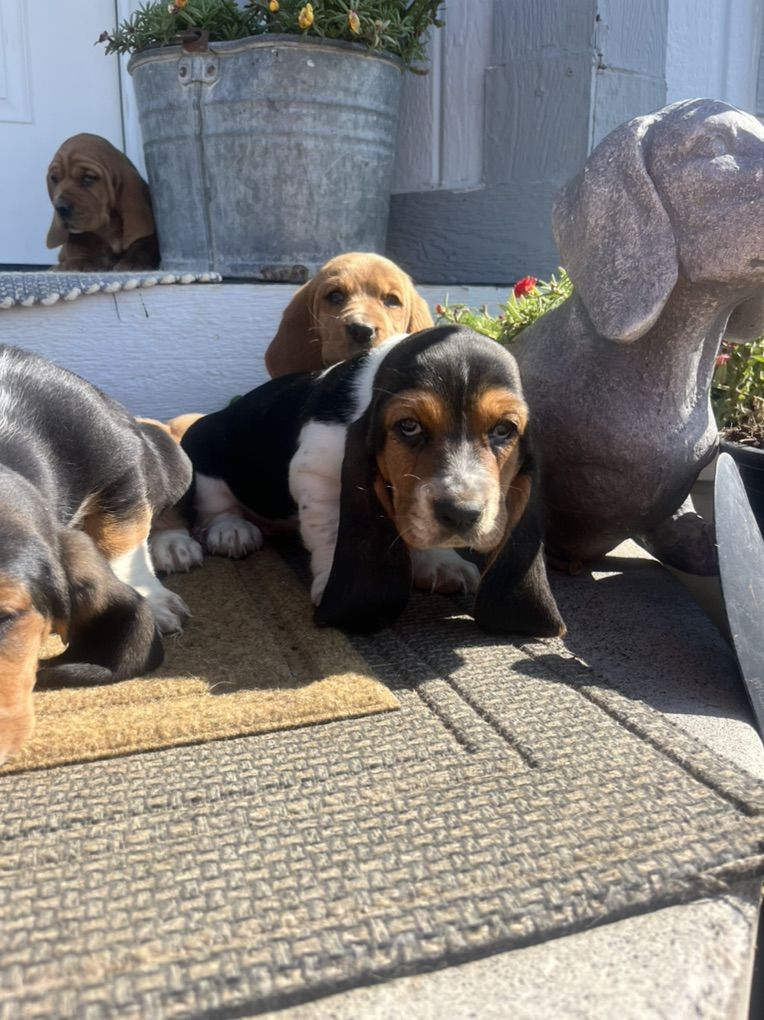 Basset Hound Puppies!!