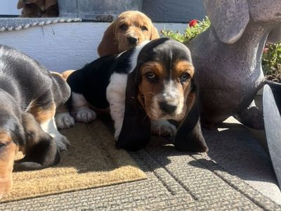 Basset Hound Puppies!!