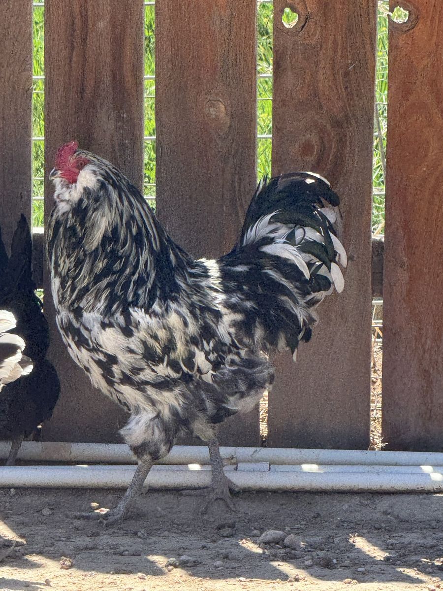 Ermine Ameraucana Rooster