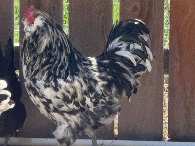 Ermine Ameraucana Rooster