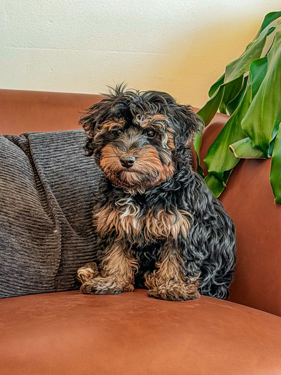 Teddy bear 🧸 Yorkiepoo boy