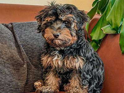 Teddy bear 🧸 Yorkiepoo boy