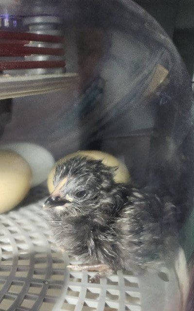 Easter egger chicks olive and blue layers