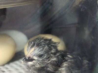 Easter egger chicks olive and blue layers