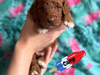 AKC Standard Poodle Puppies