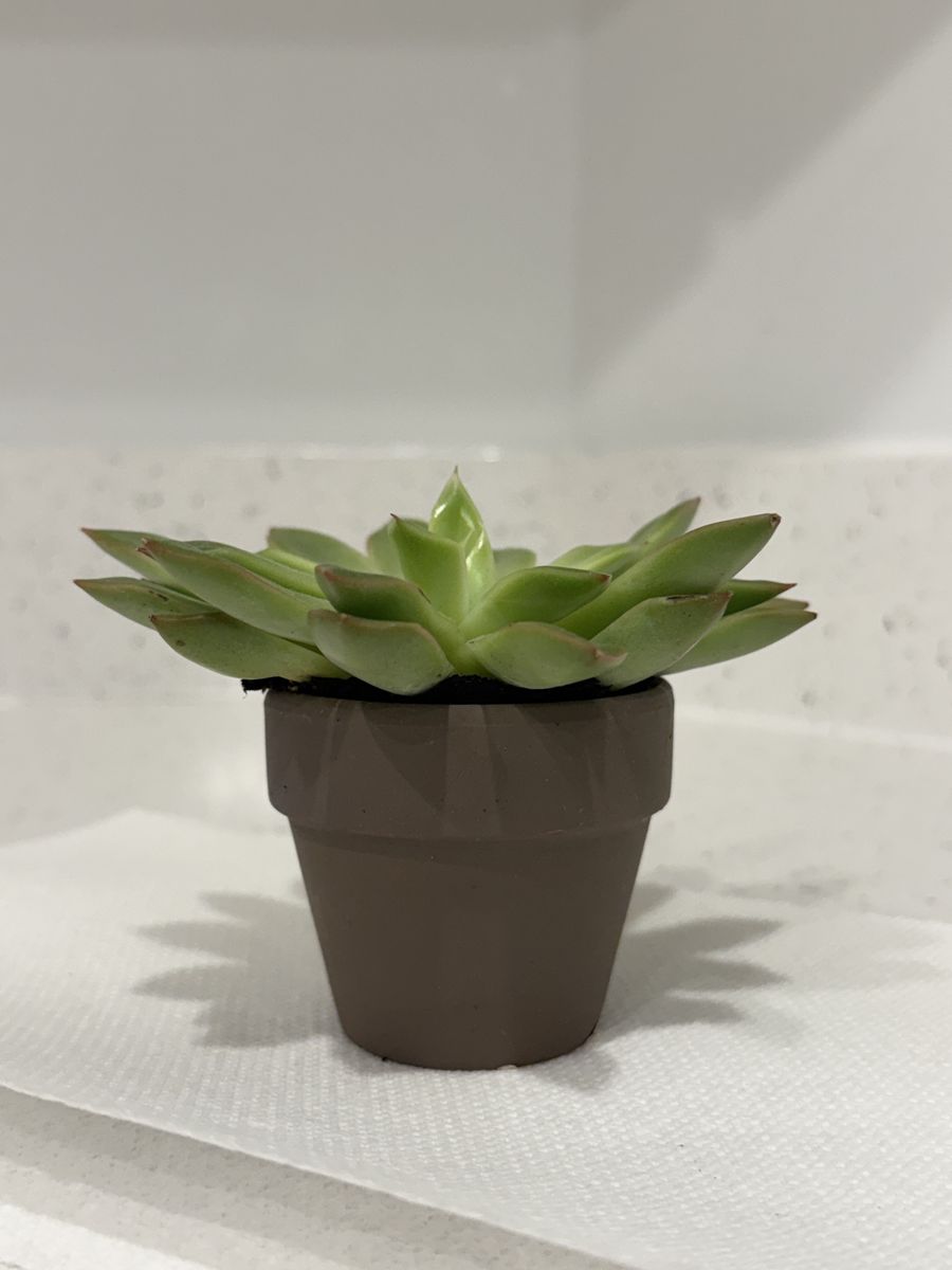 Main image 4