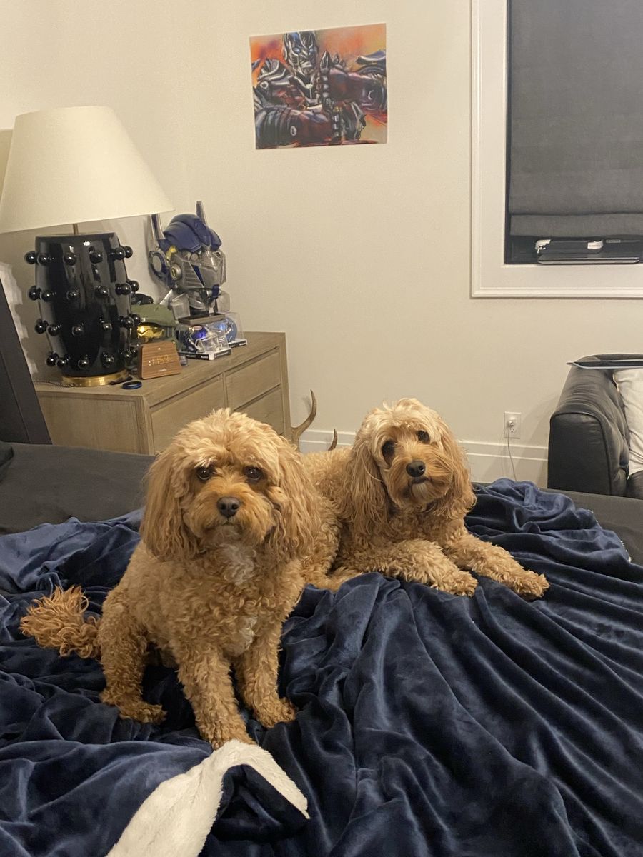 Cavapoo and Mini Goldendoodle