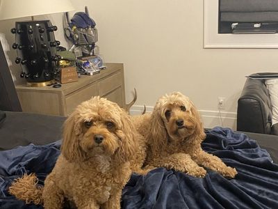 Cavapoo and Mini Goldendoodle