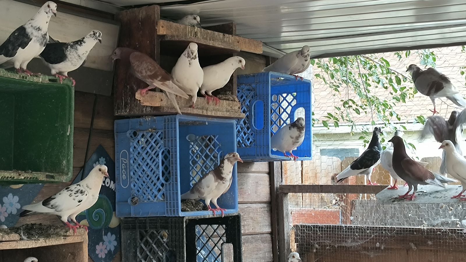 PIGEONS FOR SALE