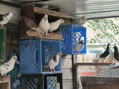 PIGEONS FOR SALE